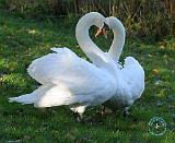 Mute Swans 9Y098D-012